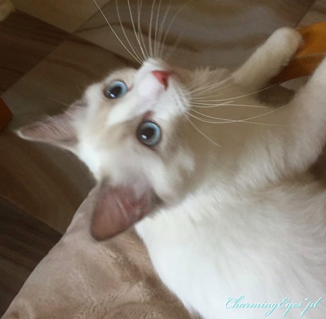 Charming Eyes*PL