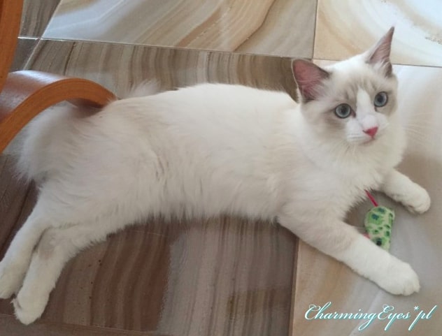Charming Eyes*PL